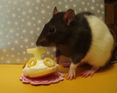 Rat-A-Tat Cake